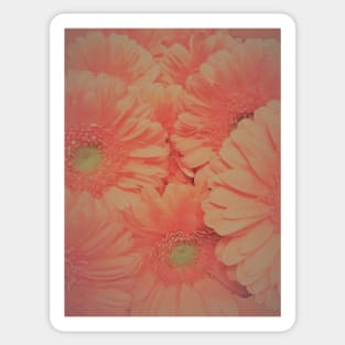 GERBERA ,,House of Harlequin Sticker